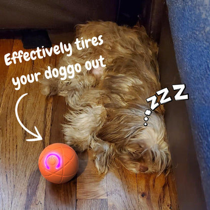 🐶Ring in 2026 with a Happy, Active Pup! 🎆