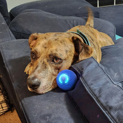🐶Ring in 2026 with a Happy, Active Pup! 🎆