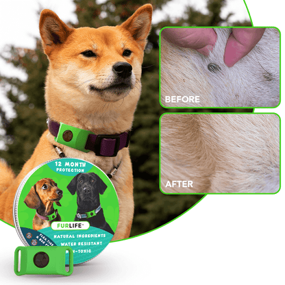 12 Months Flea and Tick Free